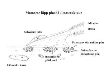 Lihaskude #17