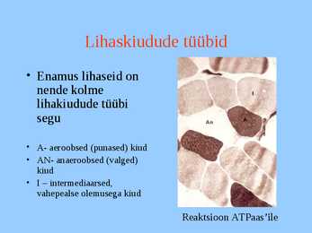Lihaskude #19