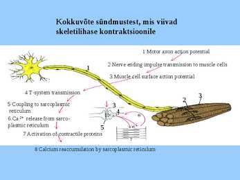 Lihaskude #20
