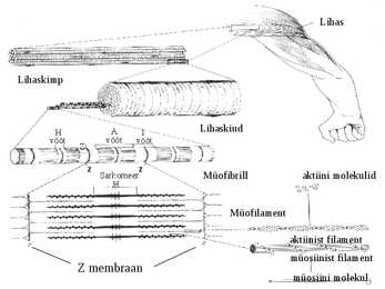 Lihaskude #9