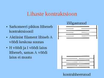 Lihaskude #10
