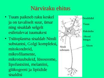 Närvikude #4