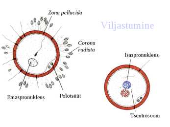 Embrüoloogia #2