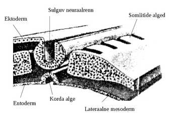 Embrüoloogia #11