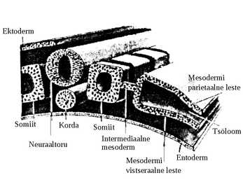 Embrüoloogia #12