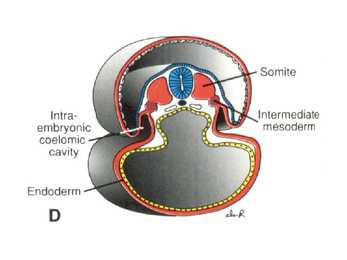 Embrüoloogia #13
