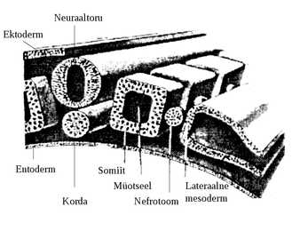 Embrüoloogia #14