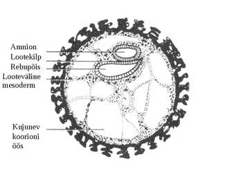 Embrüoloogia #18