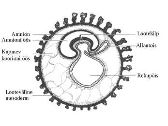 Embrüoloogia #19