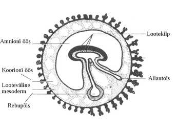 Embrüoloogia #20