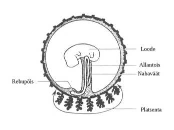 Embrüoloogia #21
