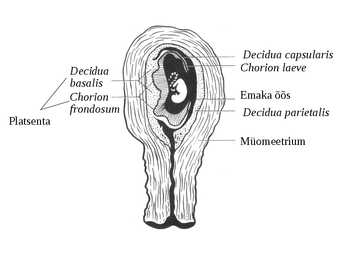 Embrüoloogia #22