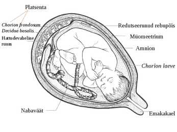 Embrüoloogia #23