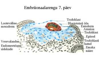 Embrüoloogia #6