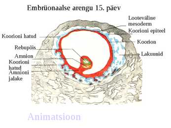 Embrüoloogia #7