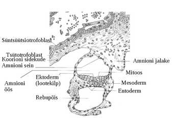 Embrüoloogia #8