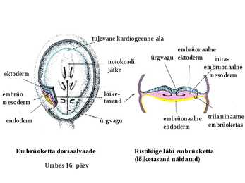 Embrüoloogia #9