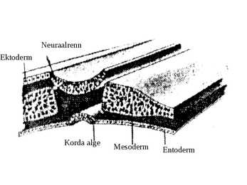 Embrüoloogia #10