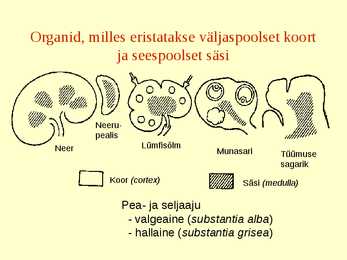 Erihistoloogia-Mikroskoopiline anatoomia #11