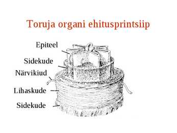 Erihistoloogia-Mikroskoopiline anatoomia #14