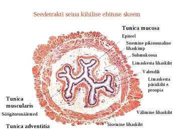 Erihistoloogia-Mikroskoopiline anatoomia #17