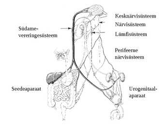 Erihistoloogia-Mikroskoopiline anatoomia #3