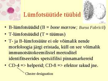 Erihistoloogia-Mikroskoopiline anatoomia #21