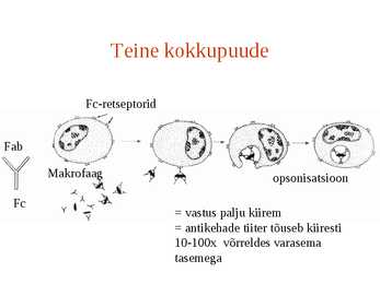 Erihistoloogia-Mikroskoopiline anatoomia #28