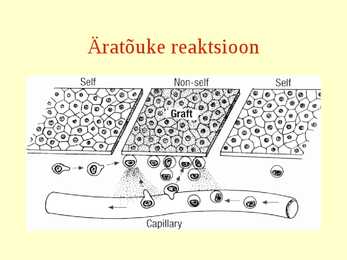 Erihistoloogia-Mikroskoopiline anatoomia #30