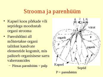 Erihistoloogia-Mikroskoopiline anatoomia #9