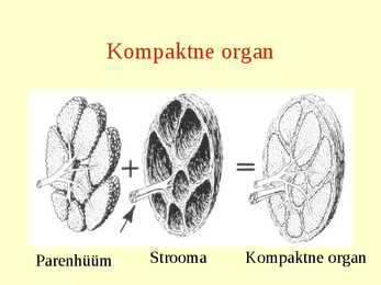Erihistoloogia-Mikroskoopiline anatoomia #10