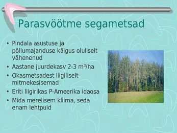 Metsamajandus #13