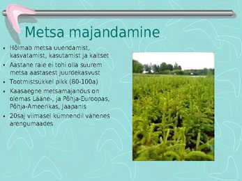 Metsamajandus #21