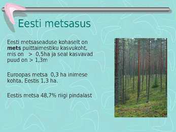 Metsamajandus #8