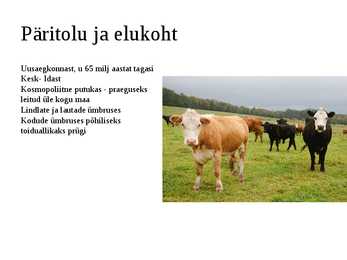 Toakärbes-esitlus #6