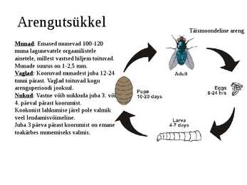 Toakärbes-esitlus #10