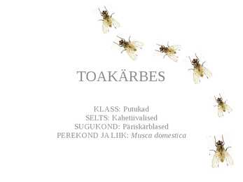 Toakärbes-esitlus