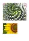 Fibonacci jada #13