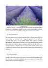 K66viljandus - lavendel-referaat #2
