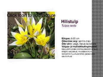 Sibullillede esitlus #11