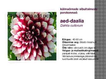 Sibullillede esitlus #12