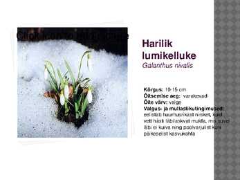 Sibullillede esitlus #6