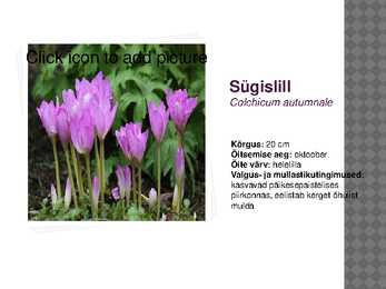 Sibullillede esitlus #10