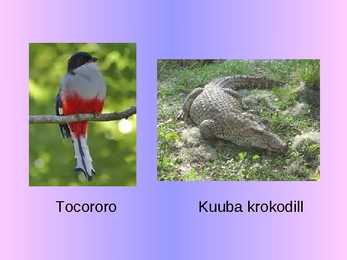 KUUBA #9