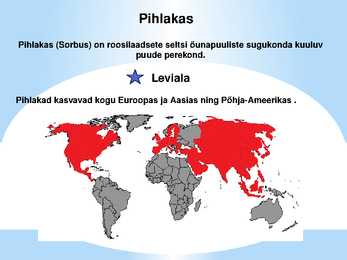 Puuviljad #2