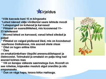 Puuviljad #3