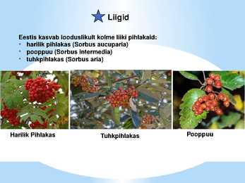Puuviljad #4