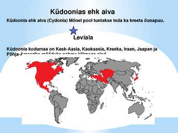 Puuviljad #6