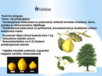 Puuviljad #7