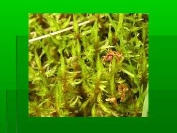 Rohusoo esitlus #14